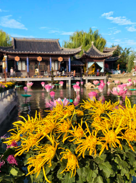 全域造景花满城 万菊飘香迎宾客
