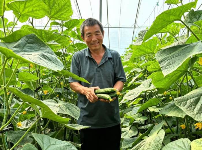 “汴南翠”黄瓜铺就致富路